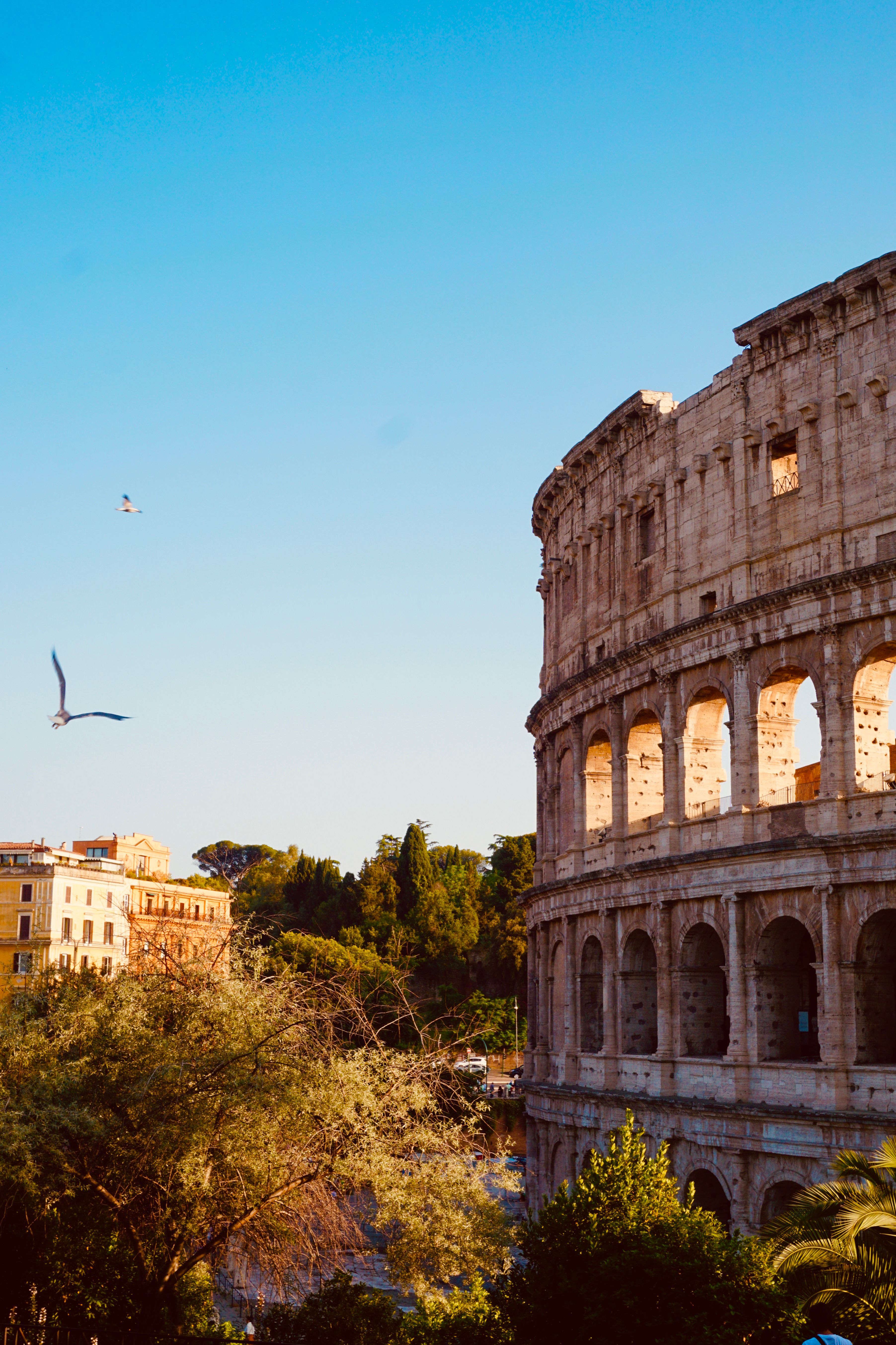 Colosseo illuminato dalla luce del tramonto, tra alberi e palazzi di Roma