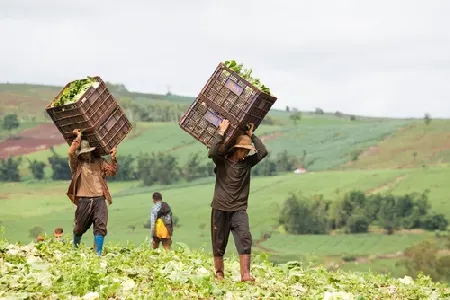 Caporalato e sicurezza sul lavoro: la Cassazione segna una svolta decisiva